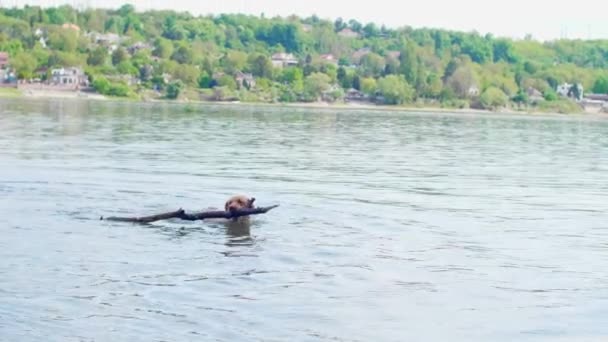ドナウ川で大きな棒を取っている黄金のラブラドール犬 彼は幸せで遊び心がある — ストック動画