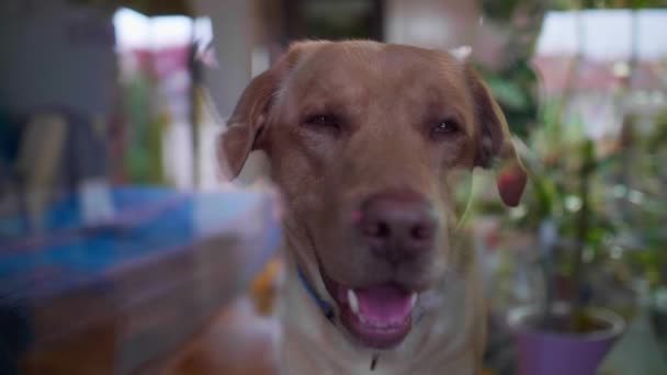 Anjing Labrador Kuning Menunggu Dekat Jendela Pemiliknya — Stok Video