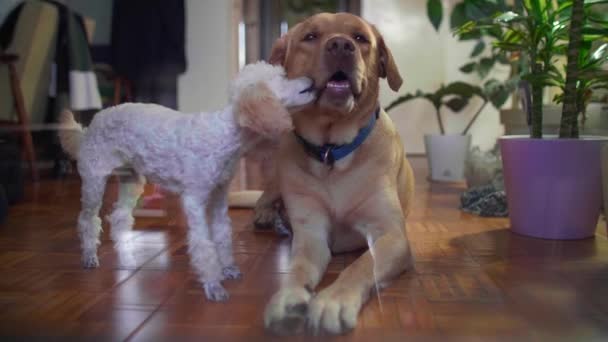 ビションフリース子犬キスイエローラブラドール犬待っていますによってウィンドウのために彼の所有者 — ストック動画
