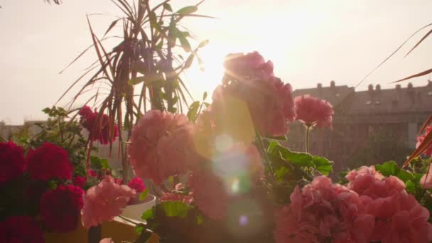 夕阳西下阳台上盛开着美丽的天蓝色花朵 — 图库视频影像