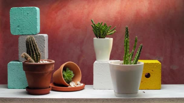 Hand Zetten Cactus Witte Plank Met Sappige Plant Kamer Decoraties — Stockvideo