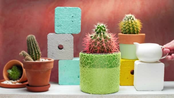 Hand Water Geven Cactus Witte Plank Met Sappige Plant Kamer — Stockvideo