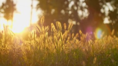 Güneş ışınları onu aydınlatırken el, alçak bir çimen tarlasından geçer..