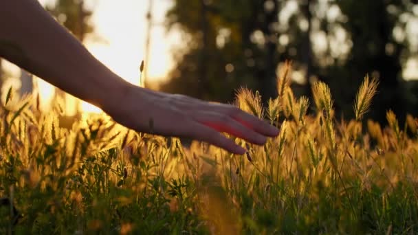 Рука Проходит Через Поле Низкой Травы Солнечные Лучи Освещают — стоковое видео