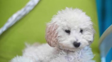 Şirin su birikintisi yeşil koltukta yatıyor.