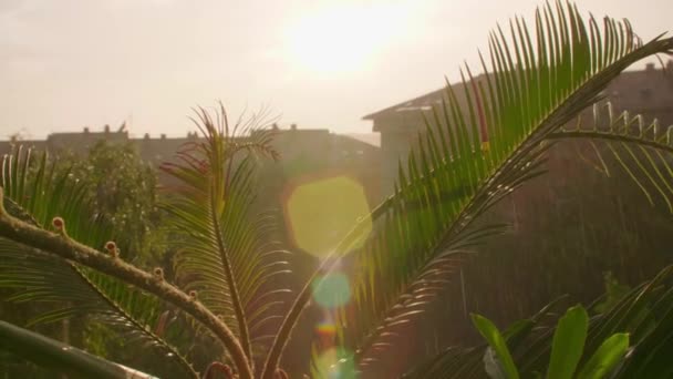 Prachtige Palmboom Balkon Regenachtige Zonsondergang — Stockvideo