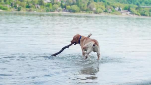 Gyllene Labrador Hunden Hämtar Stor Käpp Donau Han Glad Och — Stockvideo