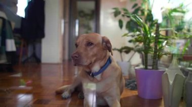Sarı Labrador köpeği sahibini bekliyor..