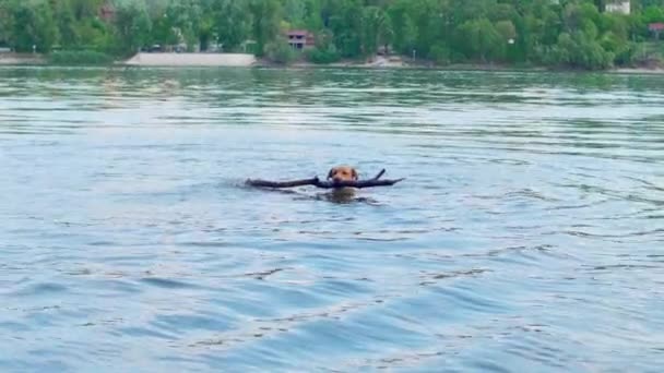 Golden Labrador Dog Fetching Big Stick Danube River Happy Playful — Stock Video