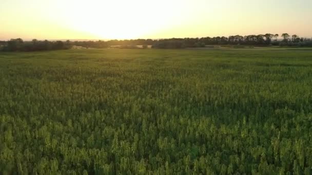 Weite Luftaufnahme Eines Schönen Cbd Hanffeldes Bei Sonnenuntergang Anbau Medizinischer — Stockvideo