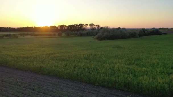 Ampla Vista Aérea Pôr Sol Belo Campo Cânhamo Cbd Cultivo — Vídeo de Stock