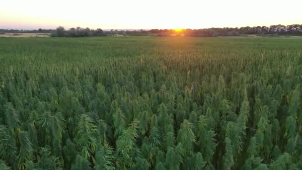 Ampla Vista Aérea Pôr Sol Belo Campo Cânhamo Cbd Cultivo — Vídeo de Stock