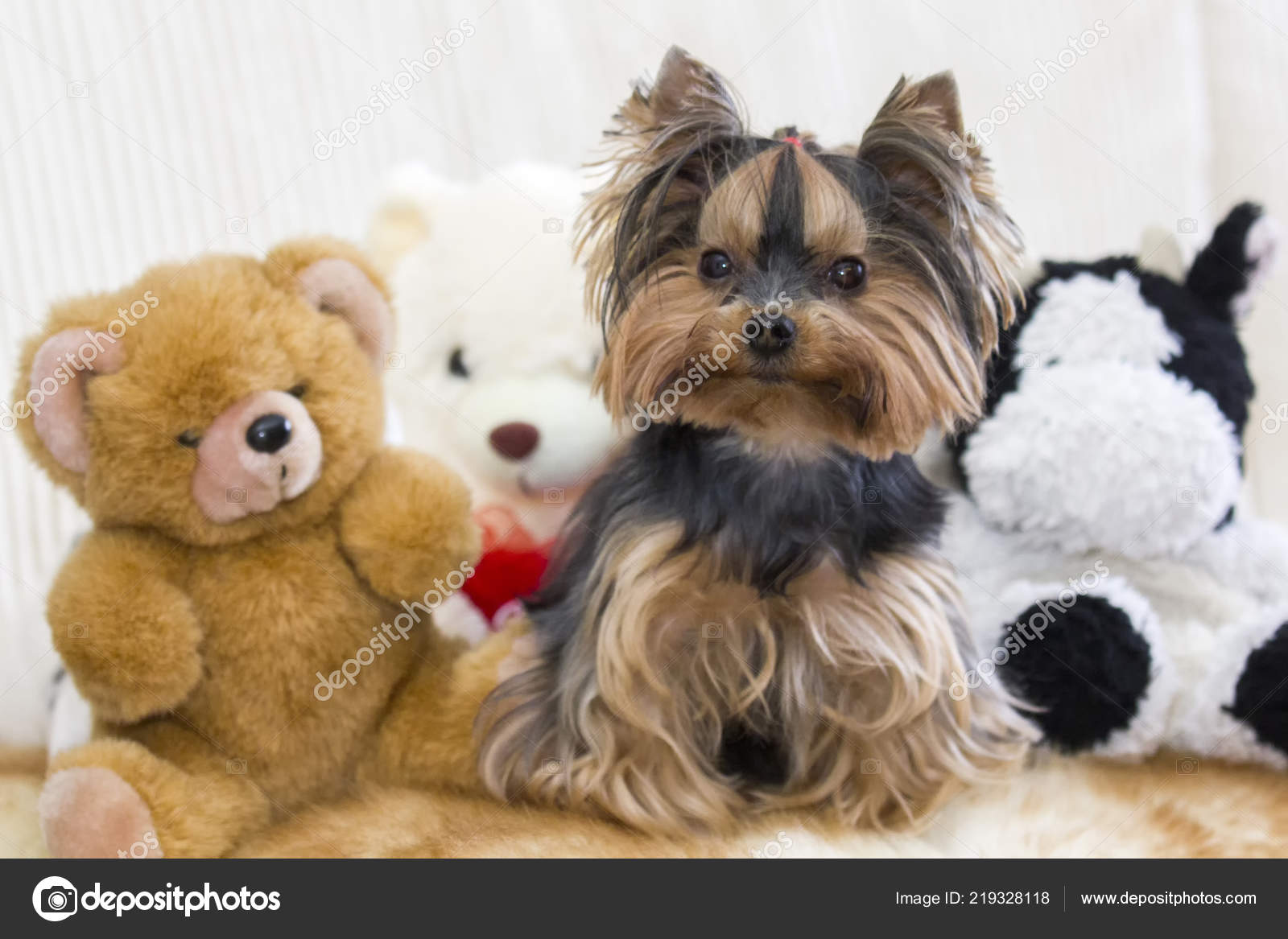 terrier teddy bear dog