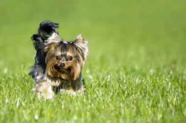 yürüyüş dışında Yorkshire korkunç