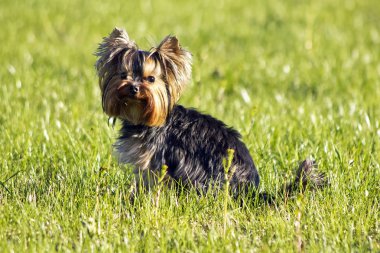 yürüyüş dışında Yorkshire korkunç