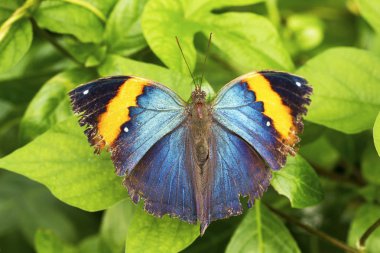 Kallima paralekta kelebek görünümü