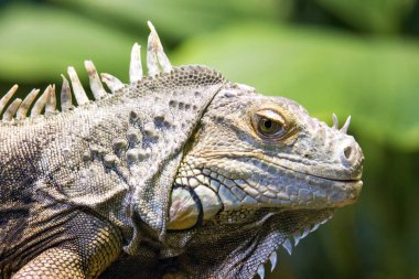 İguana vahşi hayvan yaşam