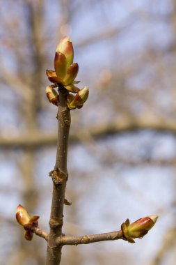 Ağaç filiz görünümü arka plan