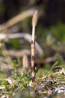 Equisetum çiçek görünümü arka plan