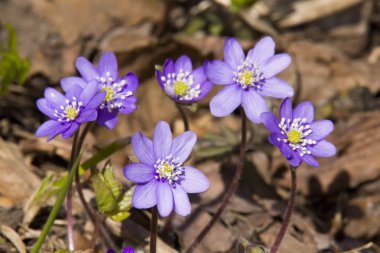 Görünümün arka planını mantarı nobilis çiçek