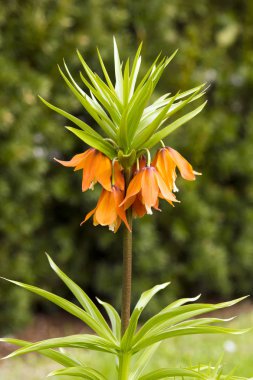 Fritillaria eduardii çiçek görünümü arka plan