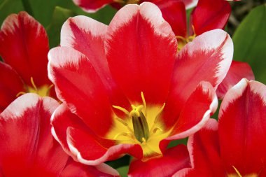 Açık Lale çiçek görünümü arka plan