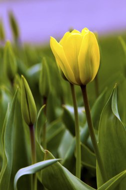 Lale (Candela) çiçek görünümü arka plan