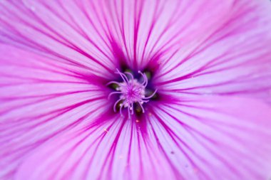 Merkezi çiçek görünümünün