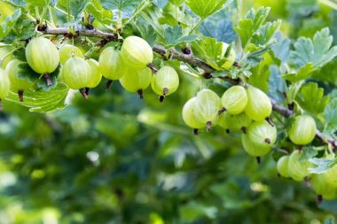 Bahçede yeşil Bektaşi üzümü