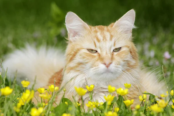 Chat Dans Les Fleurs Repos — Photo