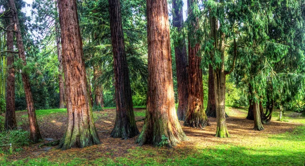 Eeuw Bomen Achtergrond Weergave — Stockfoto