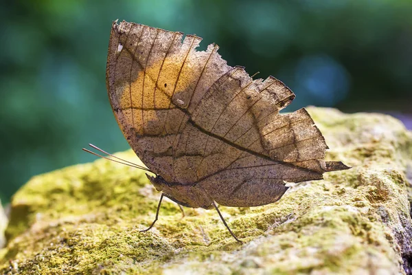 Kallima Paralekta Vista Mariposa — Foto de Stock