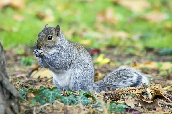 Ardilla Gris Comiendo Suelo —  Fotos de Stock