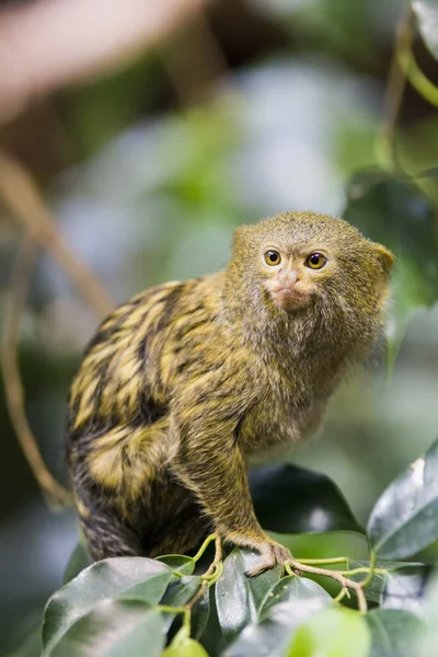 Pigmeo Marmoset Animal Salvaje —  Fotos de Stock