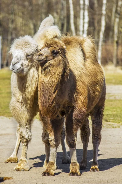 Camellos Blanco Marrón — Foto de Stock