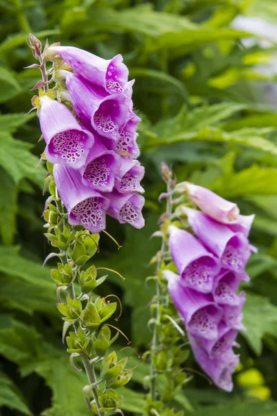 Bell Flower Background View — Stock Photo, Image