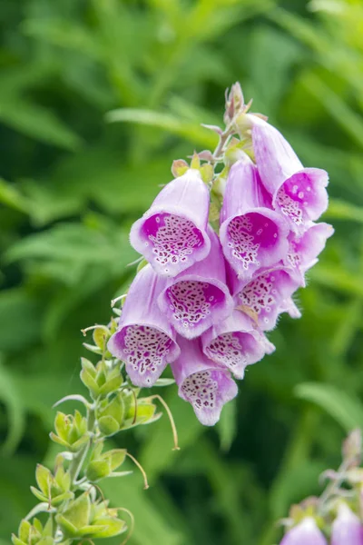 Bell Flower Background View — Stock Photo, Image