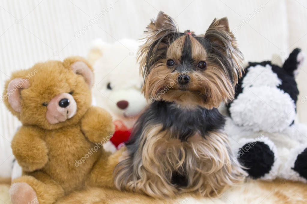 Yorkshire terrier with teddy bear