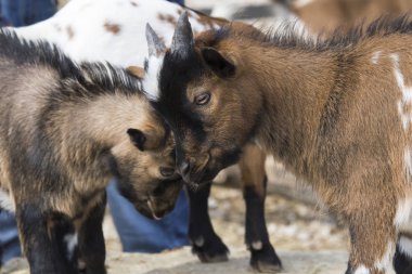 İki küçük keçi sınır