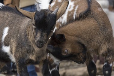 İki küçük keçi sınır