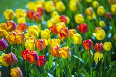 Lale çiçek arka plan dokusu