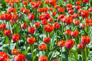 Lale çiçek arka plan dokusu