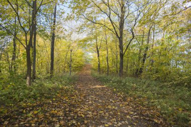 Güneşli sonbahar sabahı yol