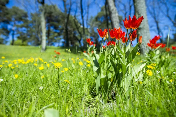 Tulipas Flores Fundo Textura — Fotografia de Stock