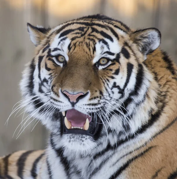 Tigre Siberiano Zoológico Tallin — Foto de Stock