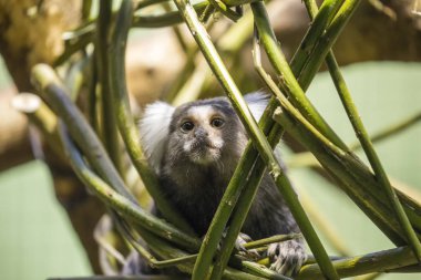 Ortak marmoset (Callithrix jacchus)