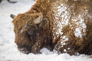 Avrupa bizonu (Bison bonasus)