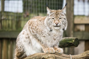 Bayağı vaşak Tallinn Hayvanat Bahçesi