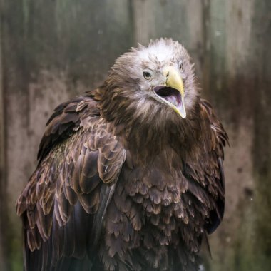 Avrasya kara akbaba kuşu