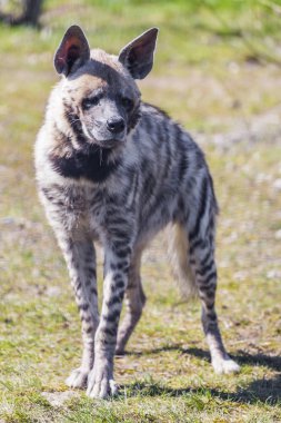 Sırtlan vahşi hayat